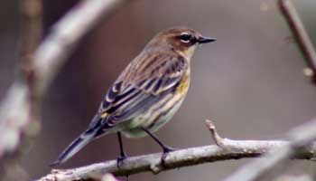 Yellow Rumped Warbler