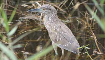 Youg american bittern in water