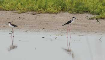 two black-necked stilts on the shoreline