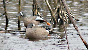 two blue winged teal in the water - one has his foot up and the other is swimming