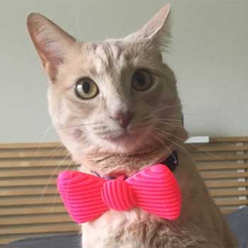 cat wearing bowtie