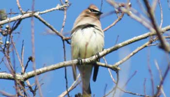 Cedar waxwing on a branch