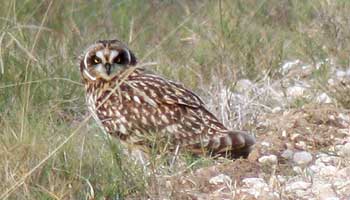 owl in front of grass on the ground