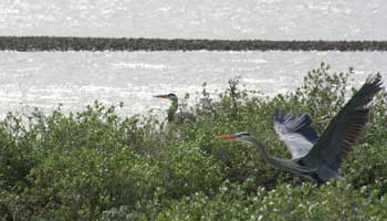 great blue herons taking flight from some grass