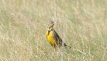 meadowlark in a field